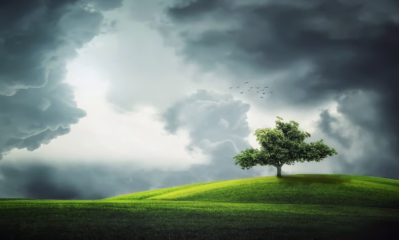 tree, clouds, fields