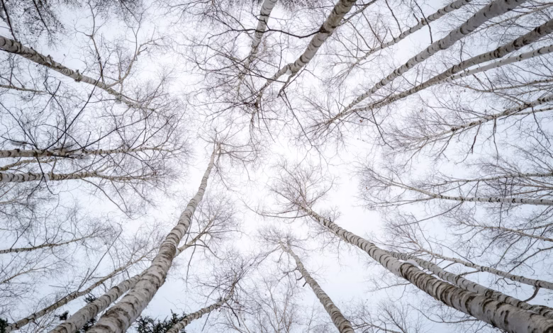Looking up at a group of tall trees
