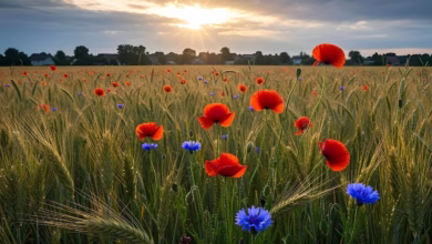 poppies, cornflowers, field flowers, cereal, field, flowers, flower, landscape, nature, plants, agriculture, ai generated