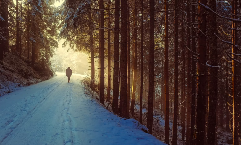 winter, snow, person, walk, walking, trees, forest, woods, woodlands, trunks, tree trunks, undergrowth, snowy, snow covered, sunrise, dawn, hiking, landscape, scenic, road, path, nature, outdoors, countryside, rural, wilderness, sunlight, winter, snow, walk, walk, walk, walking, walking, walking, walking, walking, hiking, hiking, hiking