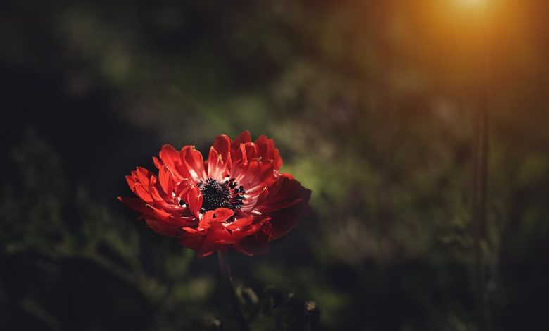 anemone, flower, red anemone, flower background, red flower, petals, flower wallpaper, red petals, blossom, bloom, plant, nature, anemone, flower, flower, flower, flower, flower, red flower, red flower, beautiful flowers, red flower