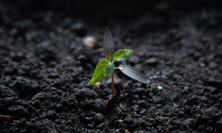 a small plant growing out of the ground