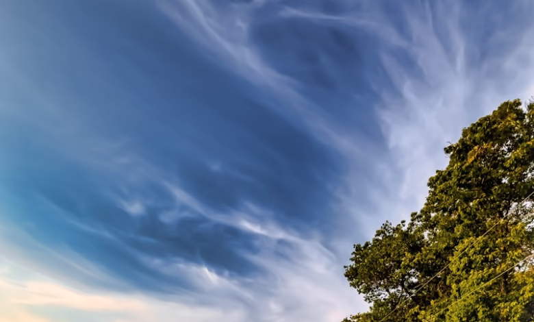 green trees under blue sky during daytime