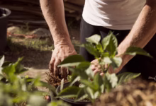 garden, working hands, dirt, earthing, nature, mother earth, plants, planting, earth day