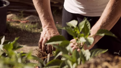 garden, working hands, dirt, earthing, nature, mother earth, plants, planting, earth day