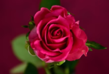 rose, pink, flower wallpaper, nature, blossom, bloom, flower background, flower, rose blossom, rose flower, beautiful flowers, rose blooms, colorful