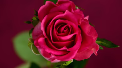 rose, pink, flower wallpaper, nature, blossom, bloom, flower background, flower, rose blossom, rose flower, beautiful flowers, rose blooms, colorful