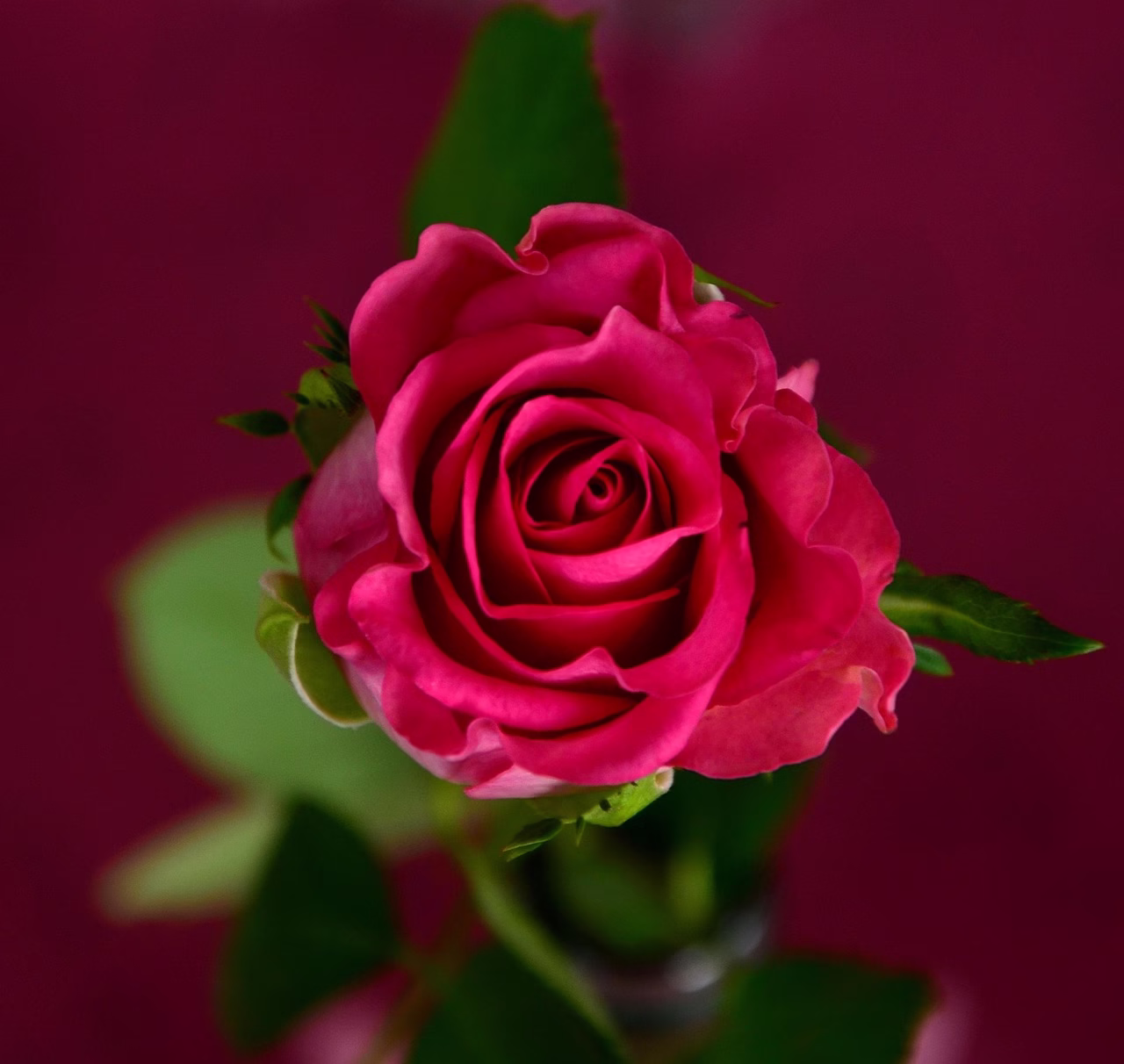rose, pink, flower wallpaper, nature, blossom, bloom, flower background, flower, rose blossom, rose flower, beautiful flowers, rose blooms, colorful