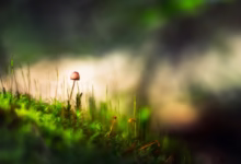 brown mushroom on green grass during daytime