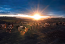 herd of sheep on field during daytime