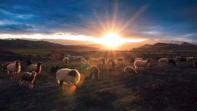 herd of sheep on field during daytime