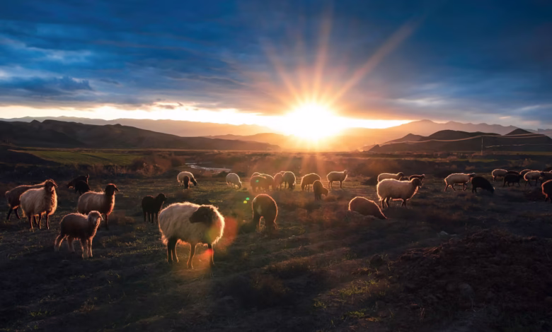 herd of sheep on field during daytime