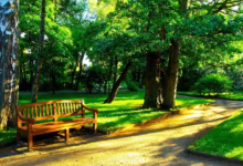bench, park, nature, lane, trees, landscape