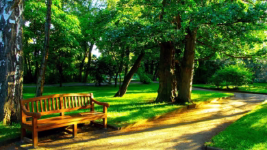 bench, park, nature, lane, trees, landscape