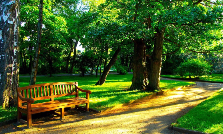 bench, park, nature, lane, trees, landscape