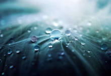 water droplets, dewdrops, water, raindrops, water drops, nature, rain, macro, closeup
