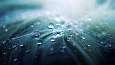 water droplets, dewdrops, water, raindrops, water drops, nature, rain, macro, closeup