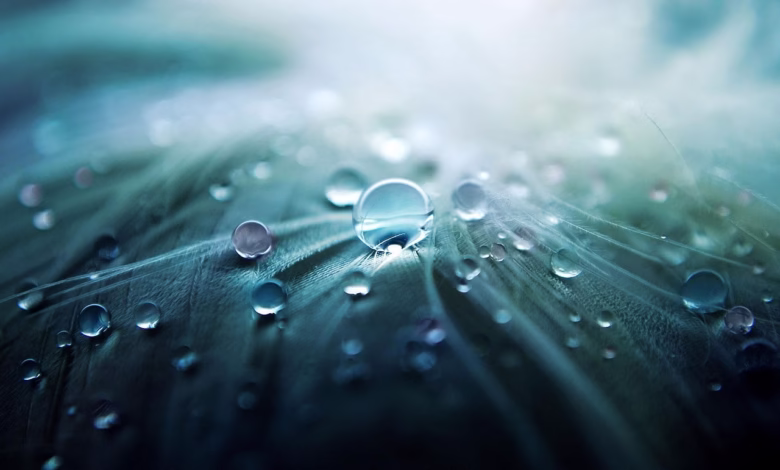water droplets, dewdrops, water, raindrops, water drops, nature, rain, macro, closeup