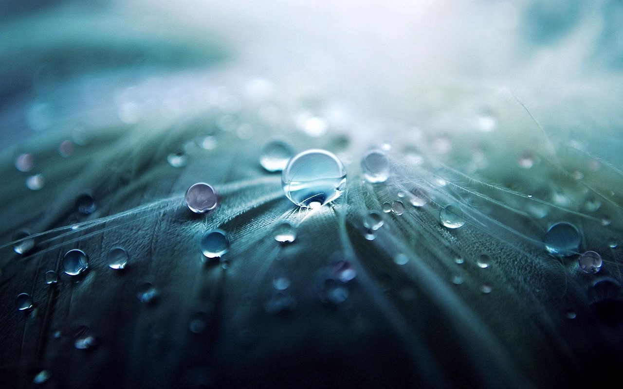 water droplets, dewdrops, water, raindrops, water drops, nature, rain, macro, closeup