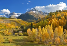 green and beige trees beside mountains