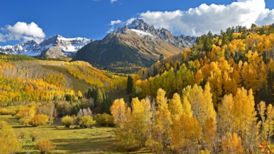 green and beige trees beside mountains