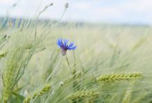 A blue flower stands in a wheat field.