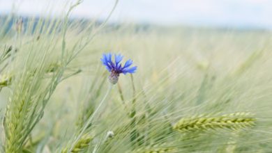 A blue flower stands in a wheat field.