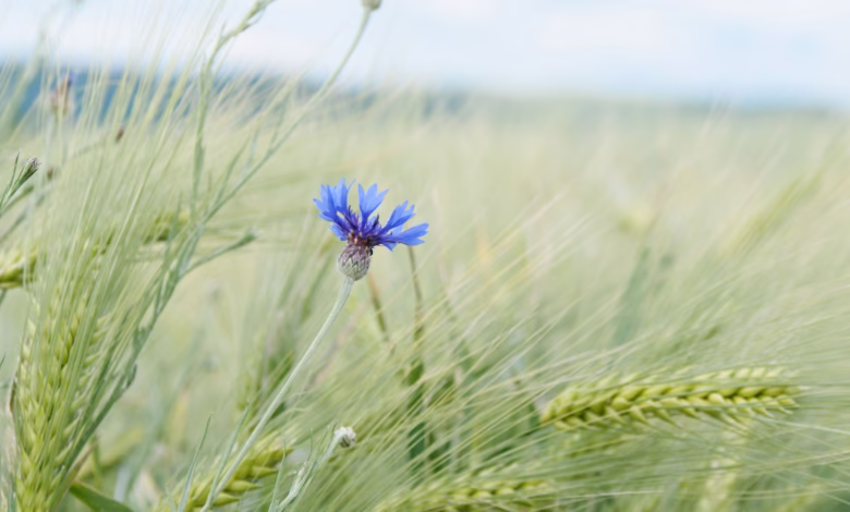 A blue flower stands in a wheat field.