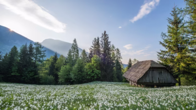 brown hut surrounded by flowers