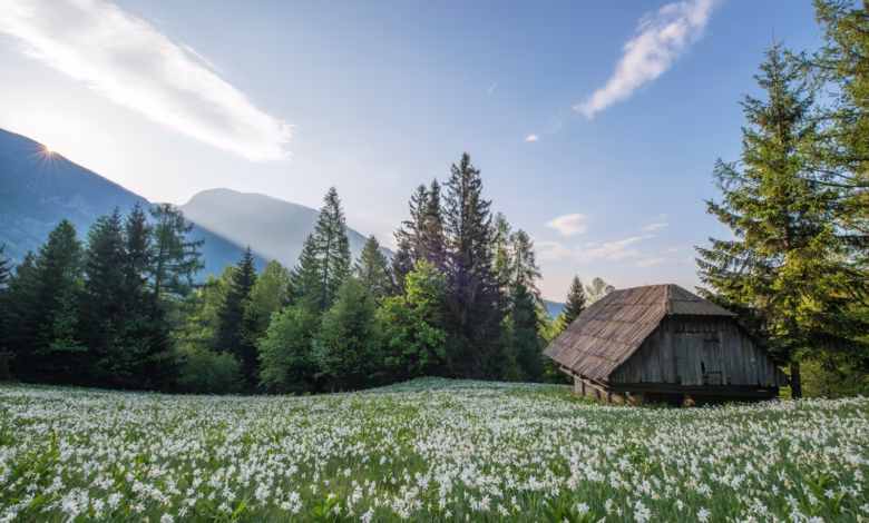 brown hut surrounded by flowers