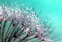 dandelion, wallpaper hd, desktop backgrounds, 4k wallpaper 1920x1080, floral background, seeds, dew, windows wallpaper, 4k wallpaper, cool backgrounds, hd wallpaper, dewdrops, droplets, weed, plant, flora, beauty, laptop wallpaper, beautiful, details, beautiful wallpaper, delicate, fragility, full hd wallpaper, nature, free background, free wallpaper, macro, closeup, mac wallpaper, nature wallpaper, wallpaper 4k, background