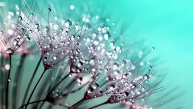 dandelion, wallpaper hd, desktop backgrounds, 4k wallpaper 1920x1080, floral background, seeds, dew, windows wallpaper, 4k wallpaper, cool backgrounds, hd wallpaper, dewdrops, droplets, weed, plant, flora, beauty, laptop wallpaper, beautiful, details, beautiful wallpaper, delicate, fragility, full hd wallpaper, nature, free background, free wallpaper, macro, closeup, mac wallpaper, nature wallpaper, wallpaper 4k, background