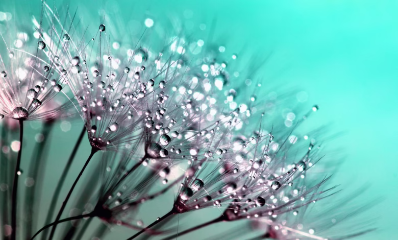 dandelion, wallpaper hd, desktop backgrounds, 4k wallpaper 1920x1080, floral background, seeds, dew, windows wallpaper, 4k wallpaper, cool backgrounds, hd wallpaper, dewdrops, droplets, weed, plant, flora, beauty, laptop wallpaper, beautiful, details, beautiful wallpaper, delicate, fragility, full hd wallpaper, nature, free background, free wallpaper, macro, closeup, mac wallpaper, nature wallpaper, wallpaper 4k, background