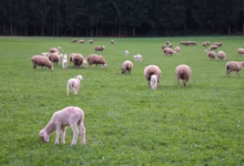 sheep, flock of sheep, lambs, lamb, domestic sheep, ovis orientalis aries, herd, animals, nature, shorn, shear, meadow, pasture, graze, agriculture