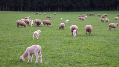 sheep, flock of sheep, lambs, lamb, domestic sheep, ovis orientalis aries, herd, animals, nature, shorn, shear, meadow, pasture, graze, agriculture