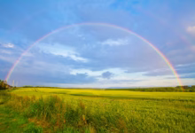 green grass field under white clouds and rainbow