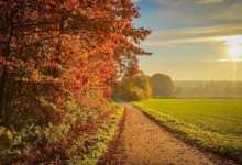 sunset, nature, autumn, landscape, sunlight, foliage, september, sky, golden, yellow, forest, sunbeam