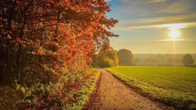 sunset, nature, autumn, landscape, sunlight, foliage, september, sky, golden, yellow, forest, sunbeam