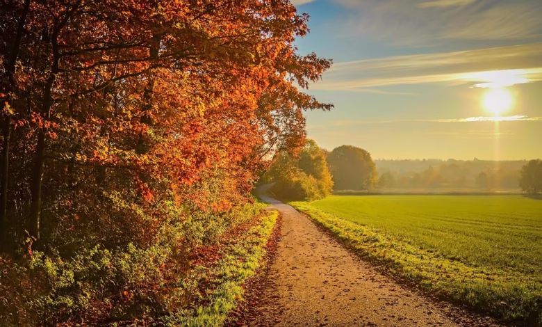 sunset, nature, autumn, landscape, sunlight, foliage, september, sky, golden, yellow, forest, sunbeam