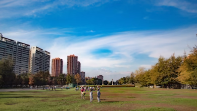 a group of people standing on top of a lush green field