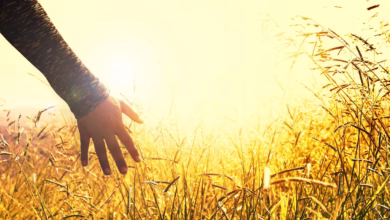 meadow, field, sunset, touching, peace, tranquility, nature, peace, peace, peace, peace, peace