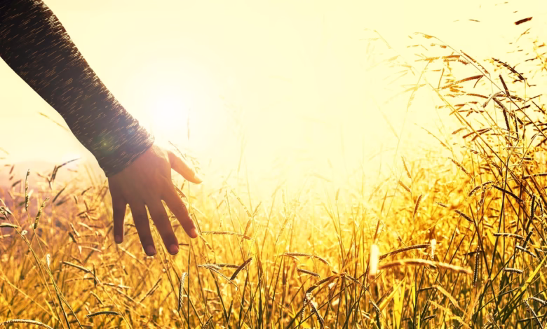 meadow, field, sunset, touching, peace, tranquility, nature, peace, peace, peace, peace, peace