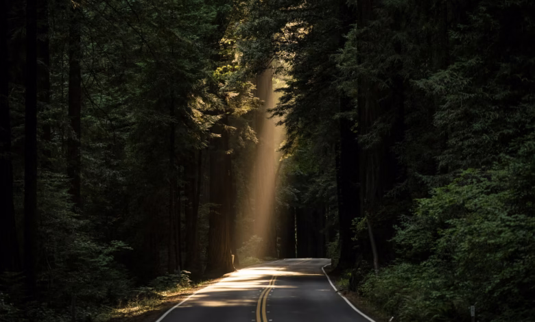 empty concrete road covered surrounded by tall tress with sun rays