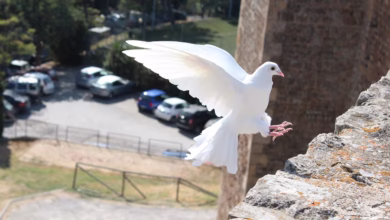 bird, dove of peace, nature, dove, peace, white, symbol, pigeon, purity, faith, flying, landing, beautiful