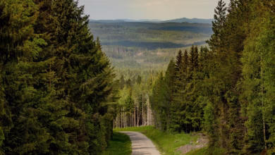 caminonature, landscape, gravel road, greenery, greenery, greenery, greenery, greenery