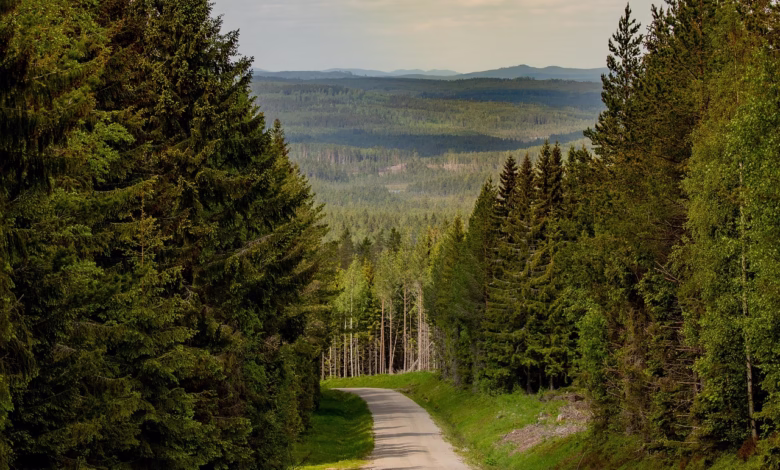 caminonature, landscape, gravel road, greenery, greenery, greenery, greenery, greenery