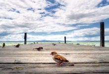 bird, albufera, jetty, heaven, valencia, natural wonders, nature, clouds, scenery, sunset, natural landscape, laguna, albufera, albufera, valencia, valencia, valencia, valencia, valencia