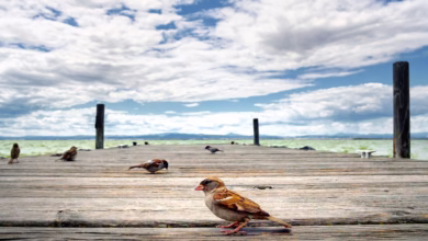 bird, albufera, jetty, heaven, valencia, natural wonders, nature, clouds, scenery, sunset, natural landscape, laguna, albufera, albufera, valencia, valencia, valencia, valencia, valencia