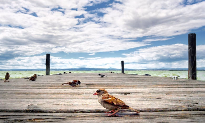 bird, albufera, jetty, heaven, valencia, natural wonders, nature, clouds, scenery, sunset, natural landscape, laguna, albufera, albufera, valencia, valencia, valencia, valencia, valencia
