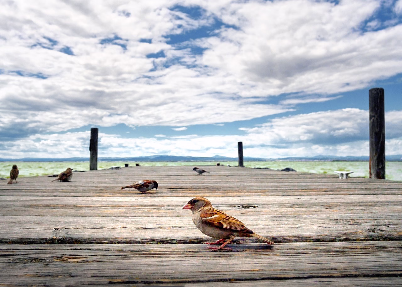 bird, albufera, jetty, heaven, valencia, natural wonders, nature, clouds, scenery, sunset, natural landscape, laguna, albufera, albufera, valencia, valencia, valencia, valencia, valencia